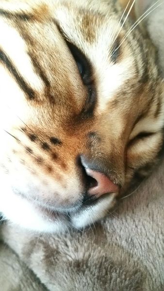 Noses