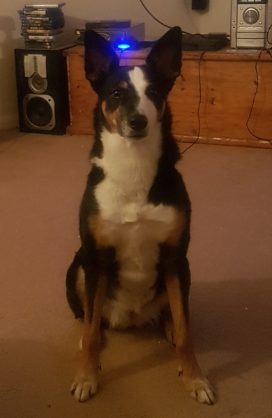 Sell me your dog