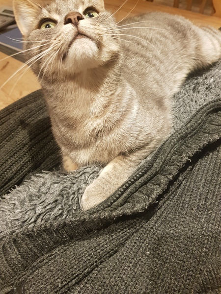 To ask you to post pictures of your pets?