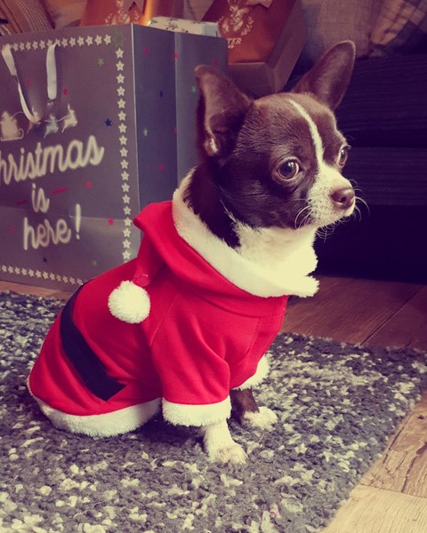 Sell me your dog