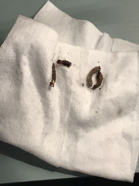 Does anyone know what this could be found in house?