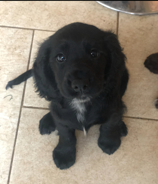 First night with puppy - how did you fo it?