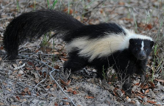 Panicking at North American wildlife, talk me down