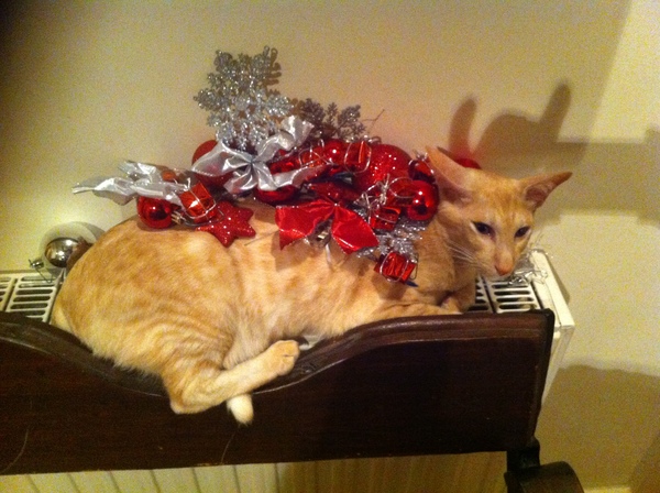 Kittens and Christmas tree