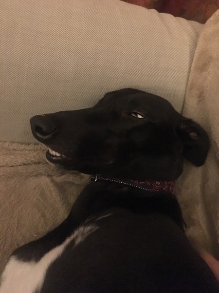 You know your dog is tired when...