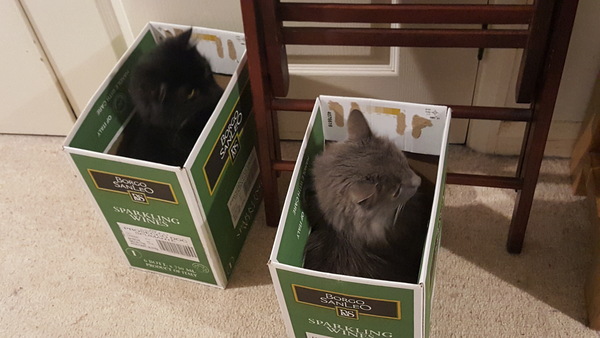 My cat likes to hide in boxes.