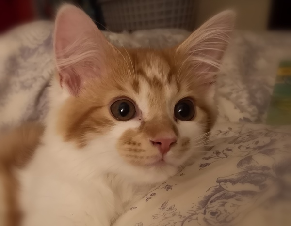 Atticus, is it too much?