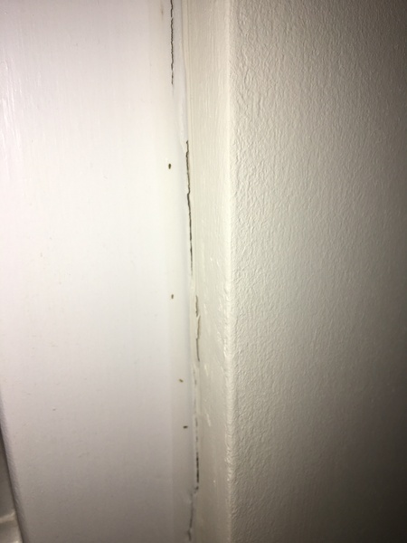 Bugs