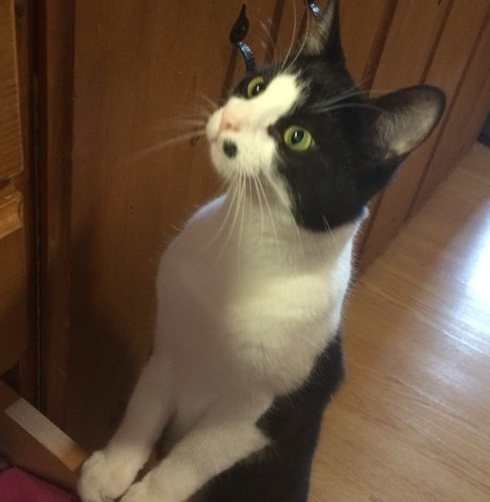 To ask you to post pictures of your pets?