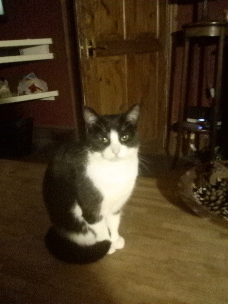 Just how do you get a good photo of you cat because mine just won't stay still