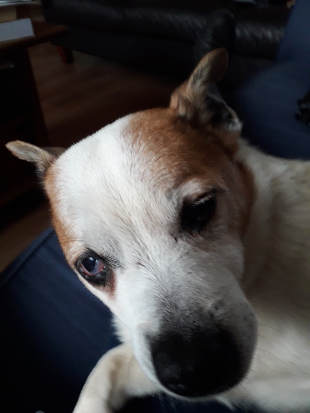 Sell me your dog