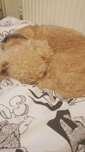 Dropped puppy