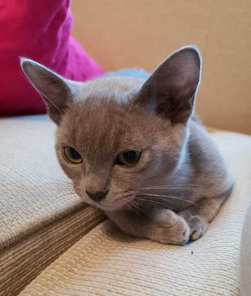 I love my cat so much it hurts. Is this normal?
