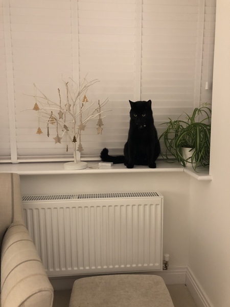 Just how do you get a good photo of you cat because mine just won't stay still