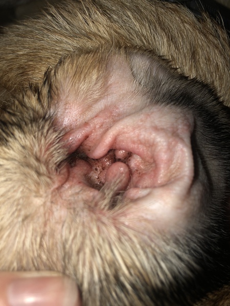 Dogs ear?