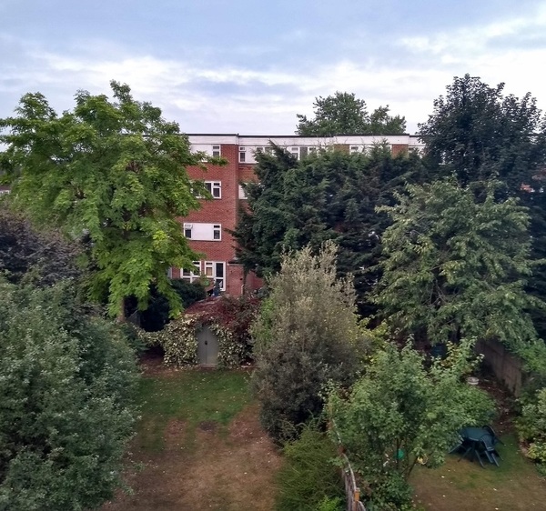 SW London - where to buy and get advice about semi-mature trees for screening