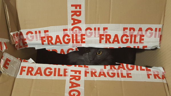 My cat likes to hide in boxes.