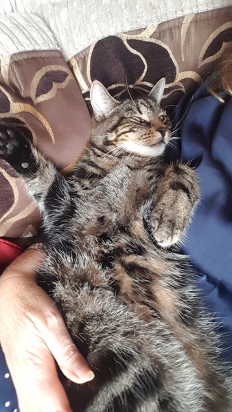 To ask you to post pictures of your pets?