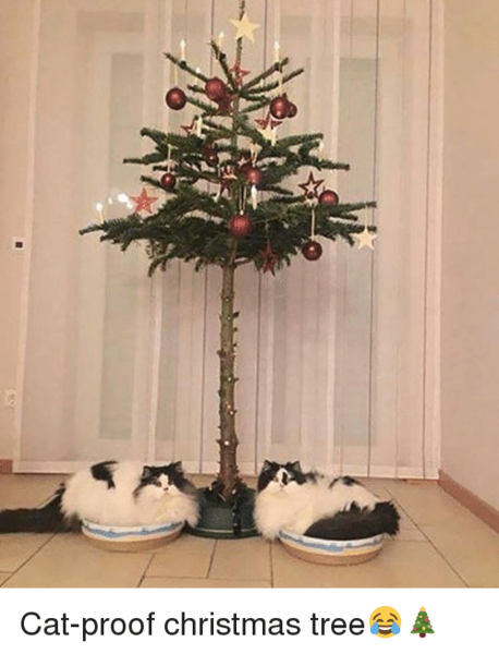 Kittens and Christmas tree
