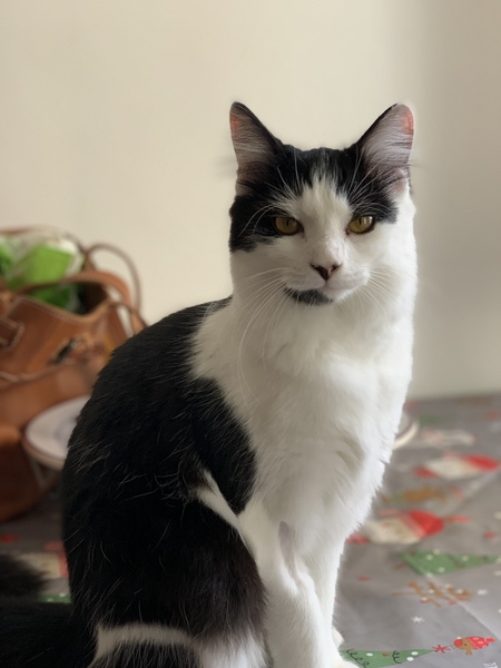 Just how do you get a good photo of you cat because mine just won't stay still