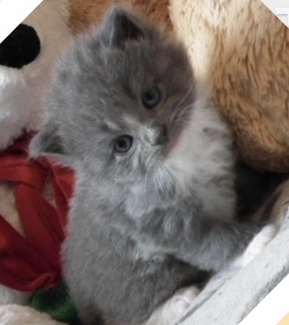 What haven’t I considered for my kitten