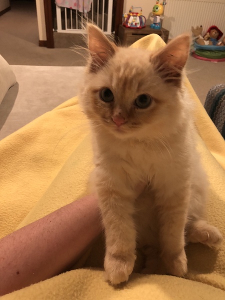 Oldest age cat you've had?