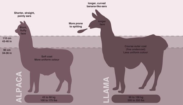 Animals get a bad reputation unfairly