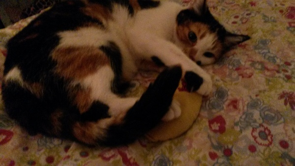 How old is my cat?
