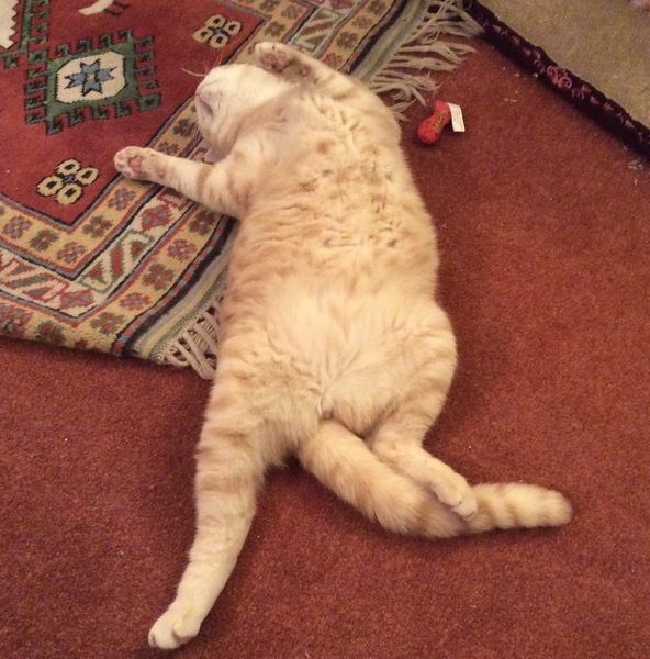 To ask you to post pictures of your pets?