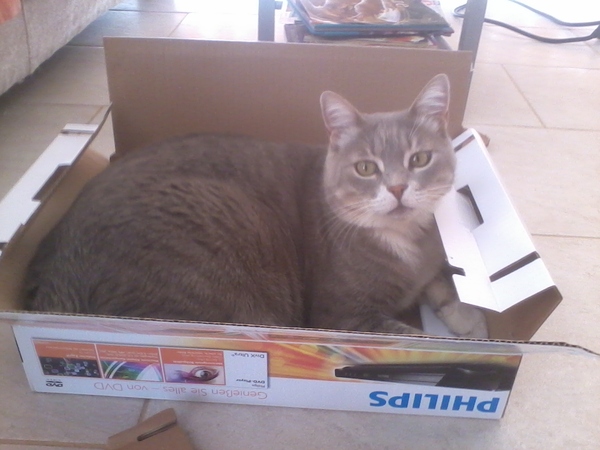 My cat likes to hide in boxes.
