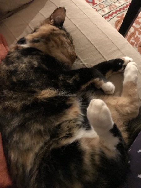 How to prevent cat from toileting in my neighbours’ garden?