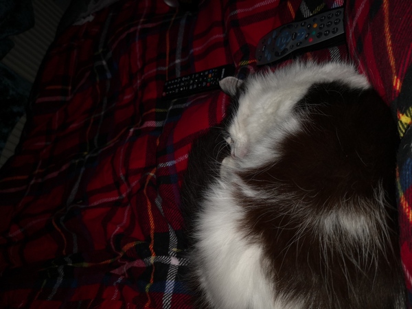 To ask why cats roaming is acceptable?