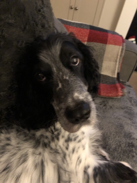 How old do you think this dog is?