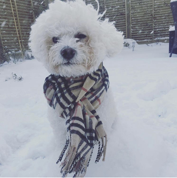 Small/medium dogs that don't shed hair?