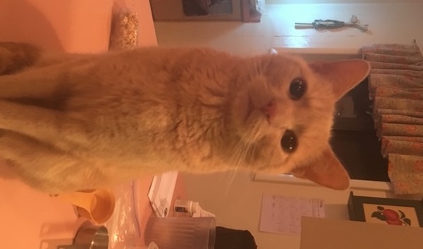 To ask you to post pictures of your pets?