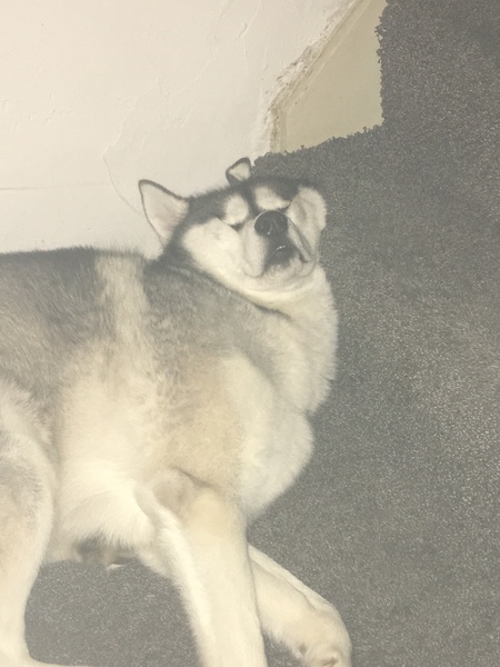 FUCKING DDOG has just eaten a mince pie FFS