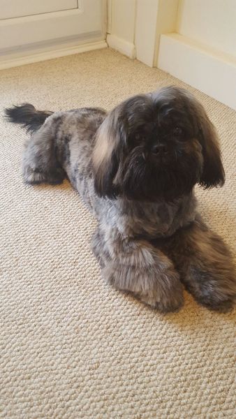 To ask you to post pictures of your pets?