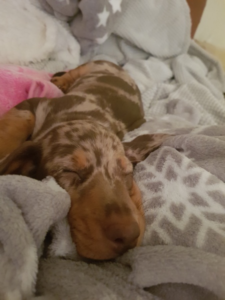 Puppy support