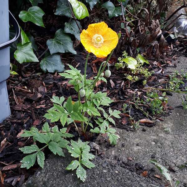 Allotment?Veg Patch Thread 13! Are we weathering the weather?