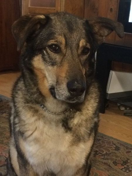 To ask you to post pictures of your pets?