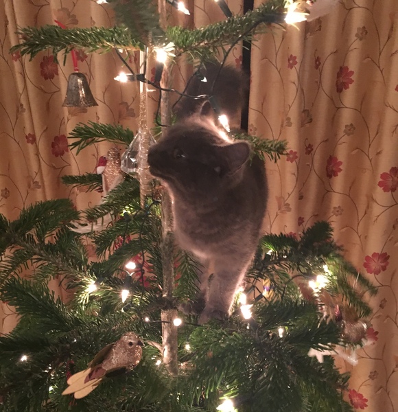 Kittens and Christmas tree