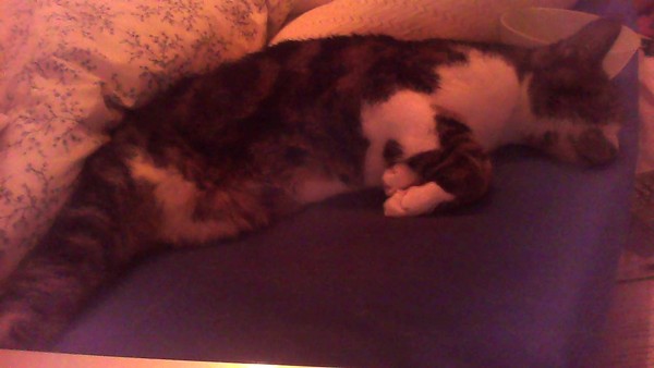 PB on the bed, dreamies and chat