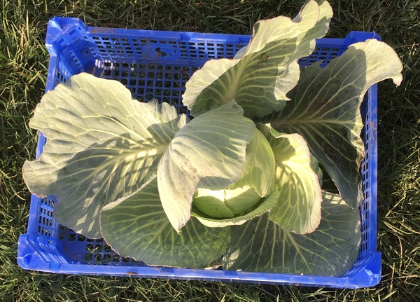 Allotment?Veg Patch Thread 13! Are we weathering the weather?