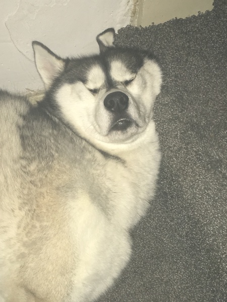 Sell me your dog
