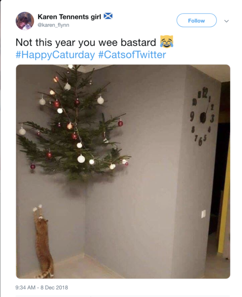 Kittens and Christmas tree