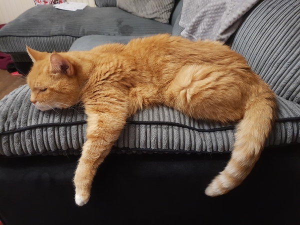 Female Ginger Kitten (and humble brag)