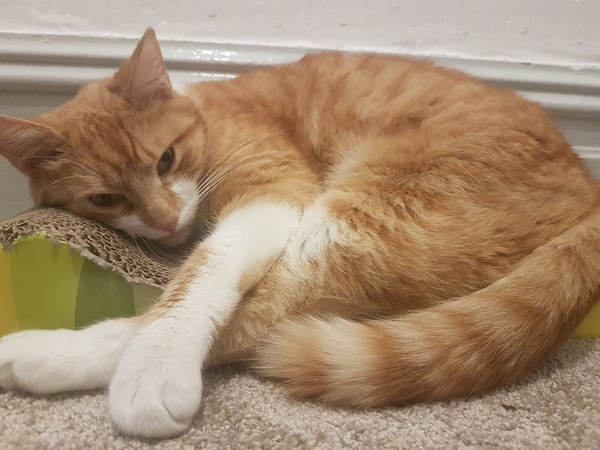 To ask you to post pictures of your pets?