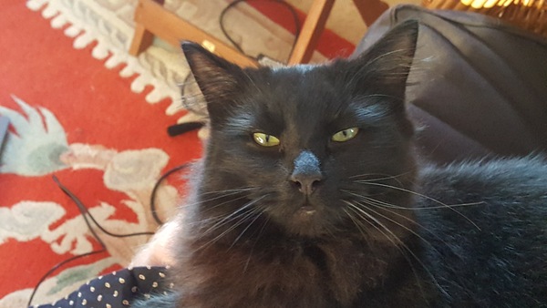 I've just realised my 9 month old kitten is now a cat.