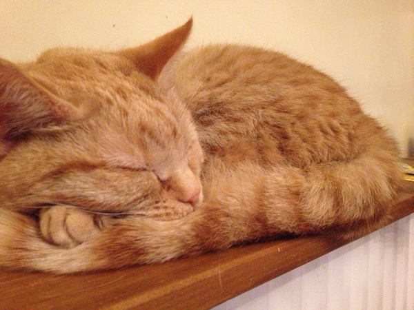 Female Ginger Kitten (and humble brag)