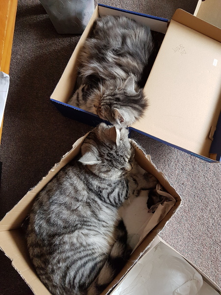 My cat likes to hide in boxes.